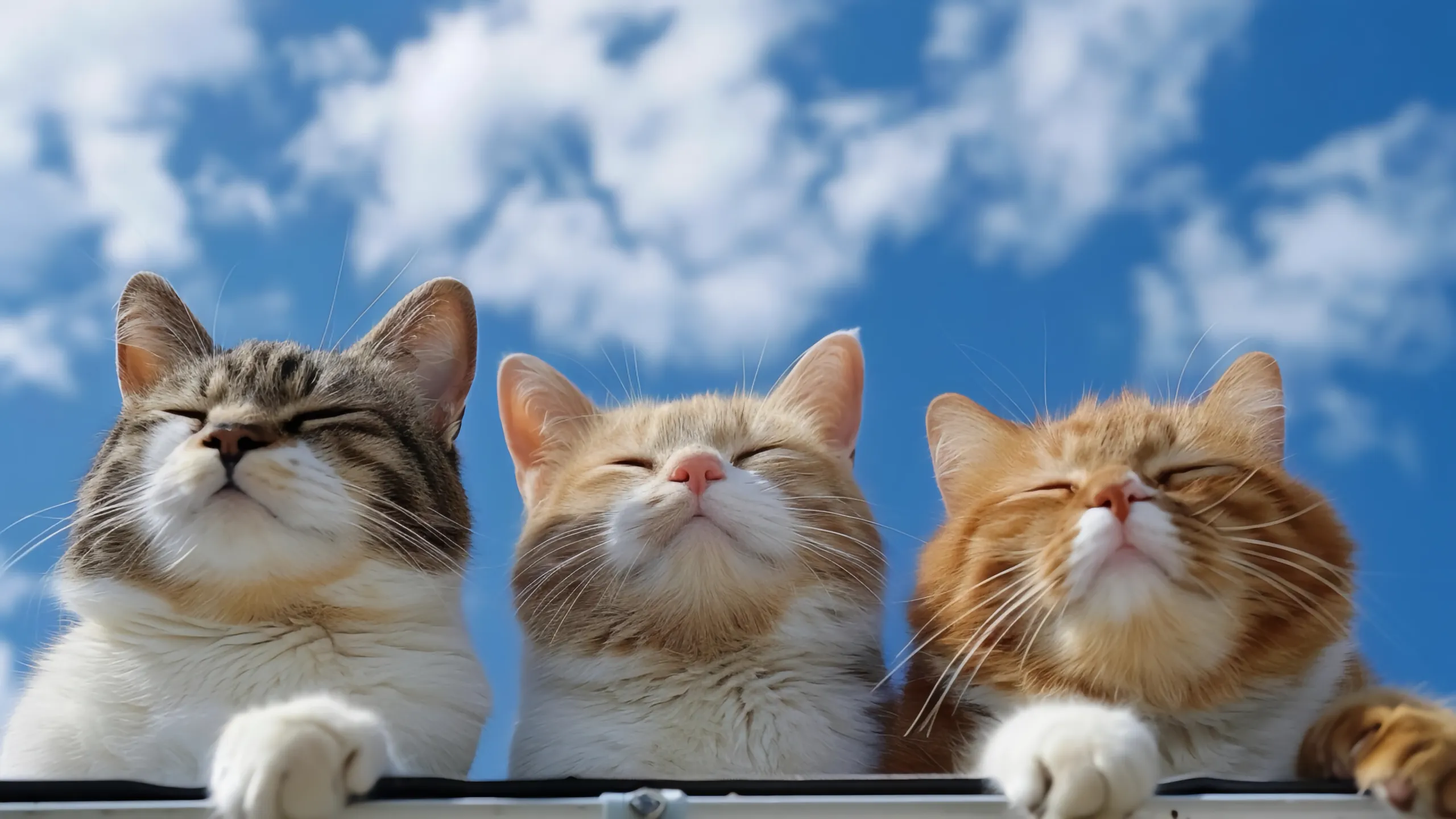 Hexo 博客引入 Twikoo 评论